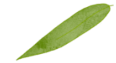 清明至，春意濃(圖16)